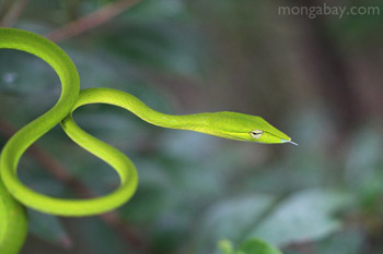 Asian Vine Snake in South Kalimantan, Indonesia Borneo