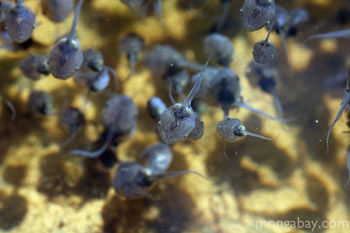 Tadpoles in Laos