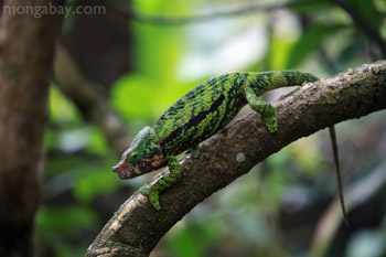 Male Calumma globifer chameleon in Madagascar