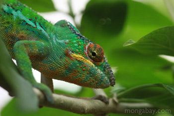 Male panther (Furcifer pardalis) chameleon in Madagascar