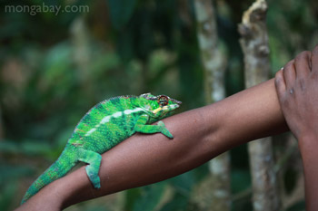 Male panther chameleon (Furcifer pardalis) on a man's arm
