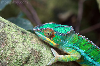 Male panther chameleon in Madagascar