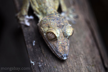 Giant Leaftailed Gecko (Uroplatus fimbriatus)