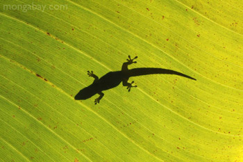 Shadow of a day gecko on a sunlit leaf