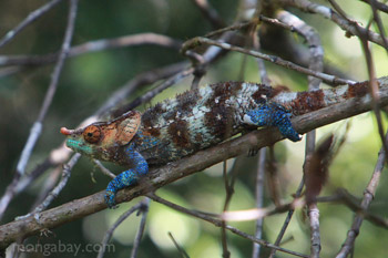 Blue, green, orange, white, and brown Calumma crypticum chameleon