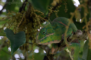 Koch's day gecko (Phelsuma madagascariensis kochi) in Madagascar