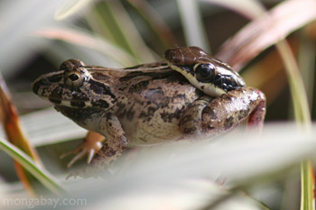 Gmelin's Bronzeback snake (Dendrelaphis pictus) eating a frog in Tree snake in Taman Negara National Park, Malaysia