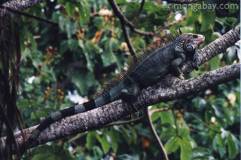 Uroplatus phantasticus leaf-tailed gecko