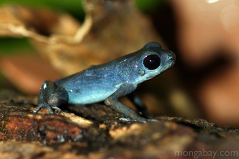 Blueberry poison arrow frog in Panama