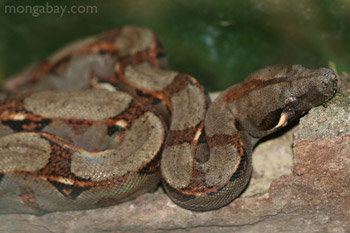 Boa constrictor in Bocas del Toro
