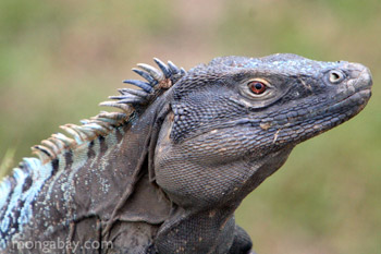 Black iguana (Ctenosaura similis) in Panama
