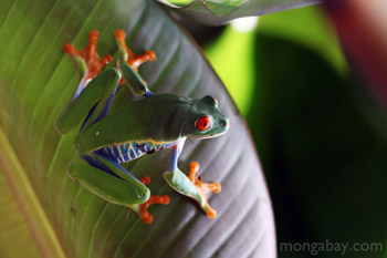 Red-eyed tree frog