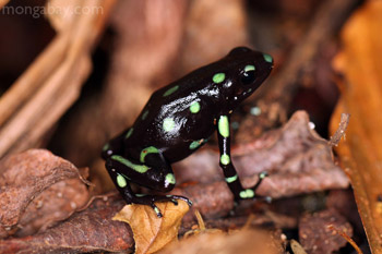 Green and Black Poison Dart Frog on Barro Colorado, Panama