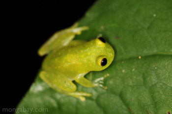 Green tree frog (glassfrog) in Panama