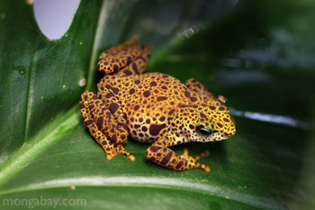 Female Toad Mountain Harlequin Frog in Panama