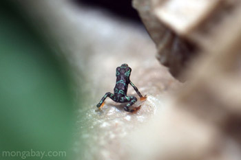 Baby Toad Mountain Harlequin Frog in Panama