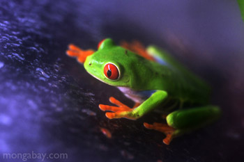 Red-eyed Treefrog