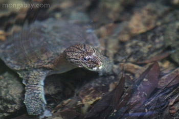 Sumatran freshwater turtle
