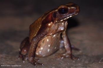 Smooth-sided toad
