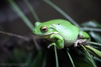 White's Tree Frog in New Guinea