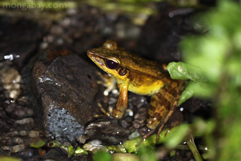 Tree frog in New Guinea