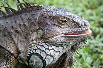 Green iguana (Iguana iguana)