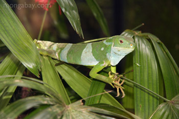 Fijian iguana (Brachylophus fasciatus)