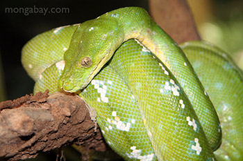 Green tree python (Morelia viridis)