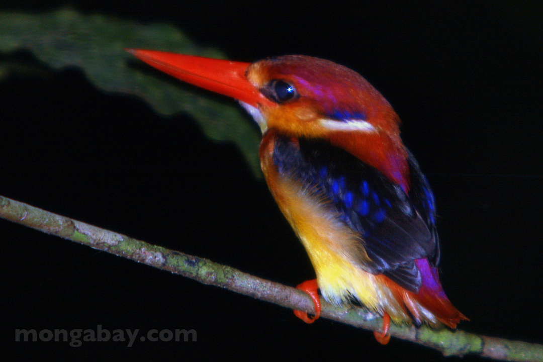 Black-backed Kingfisher