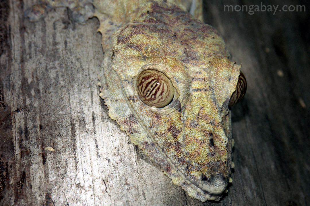 Giant flattail gecko in Madagascar