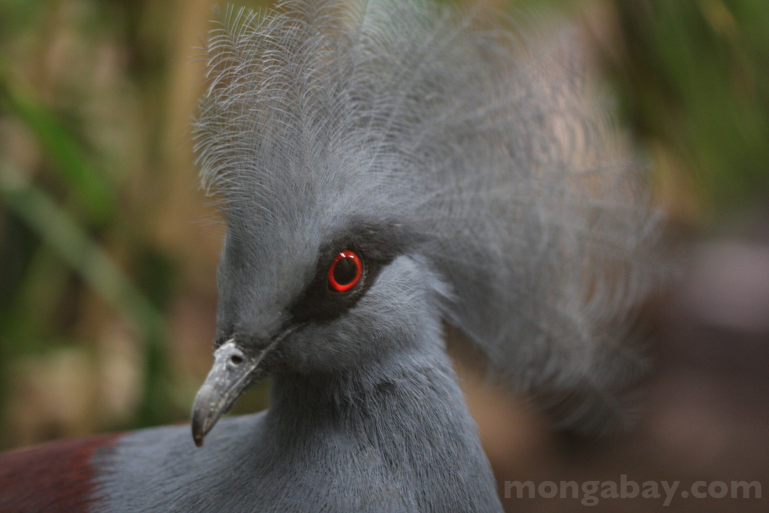 Victoria Crowned Pigeon from New Guinea