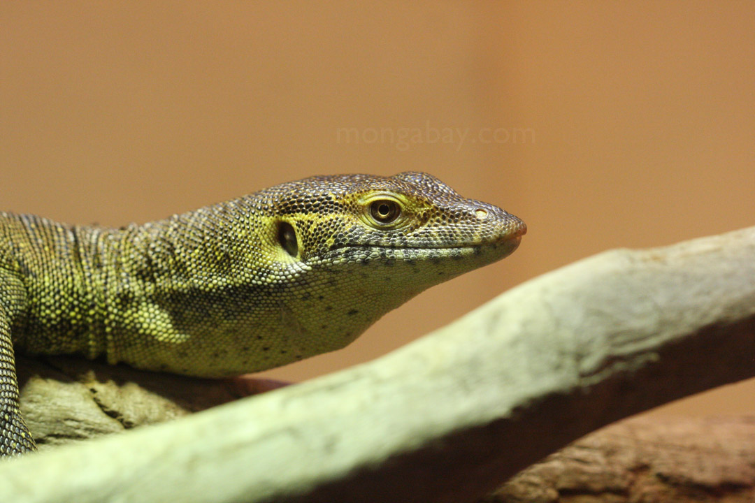 Mertens' Water Monitor (Varanus mertensi)