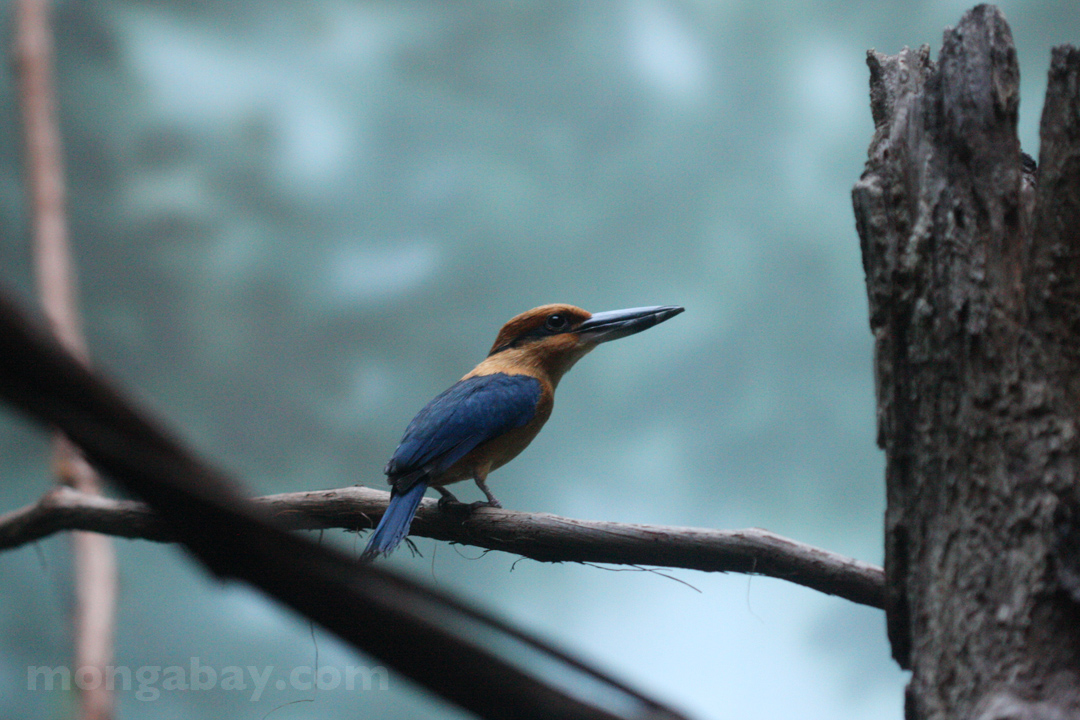 Micronesian Kingfisher 