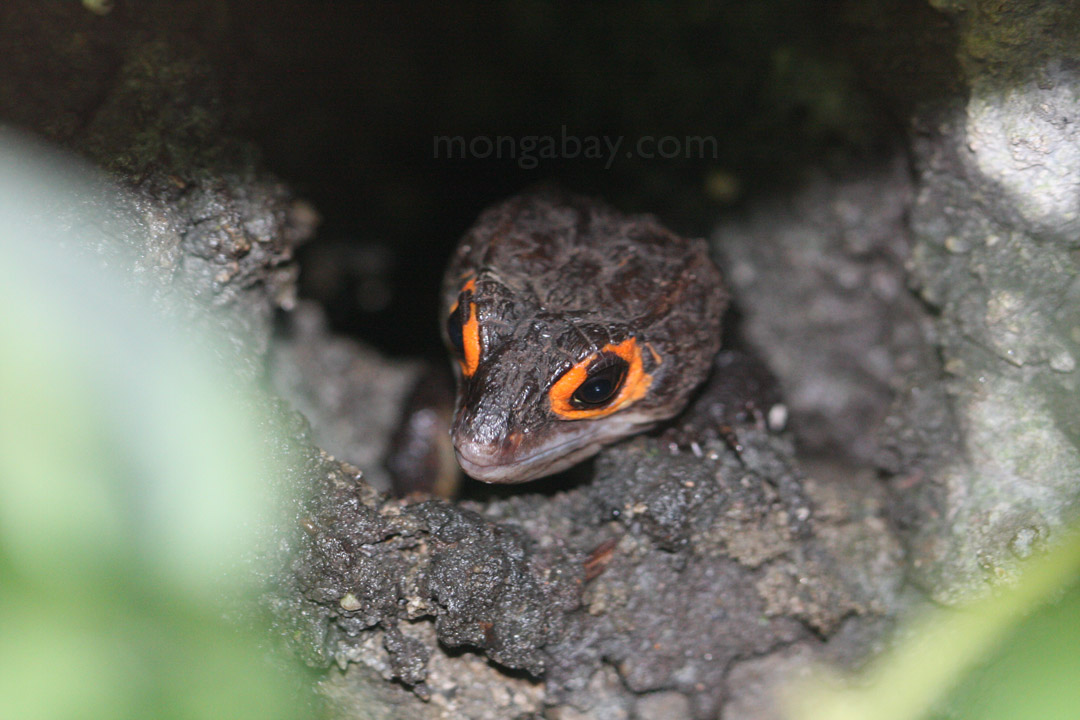 Red-Eyed Bush Crocodile Skink (Tribolonotus gracilis) from New Guinea