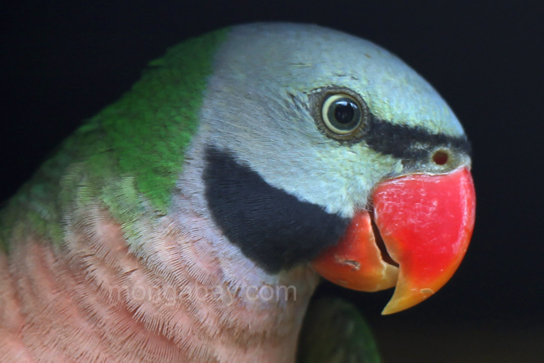 Moustached Parakeet in Bali