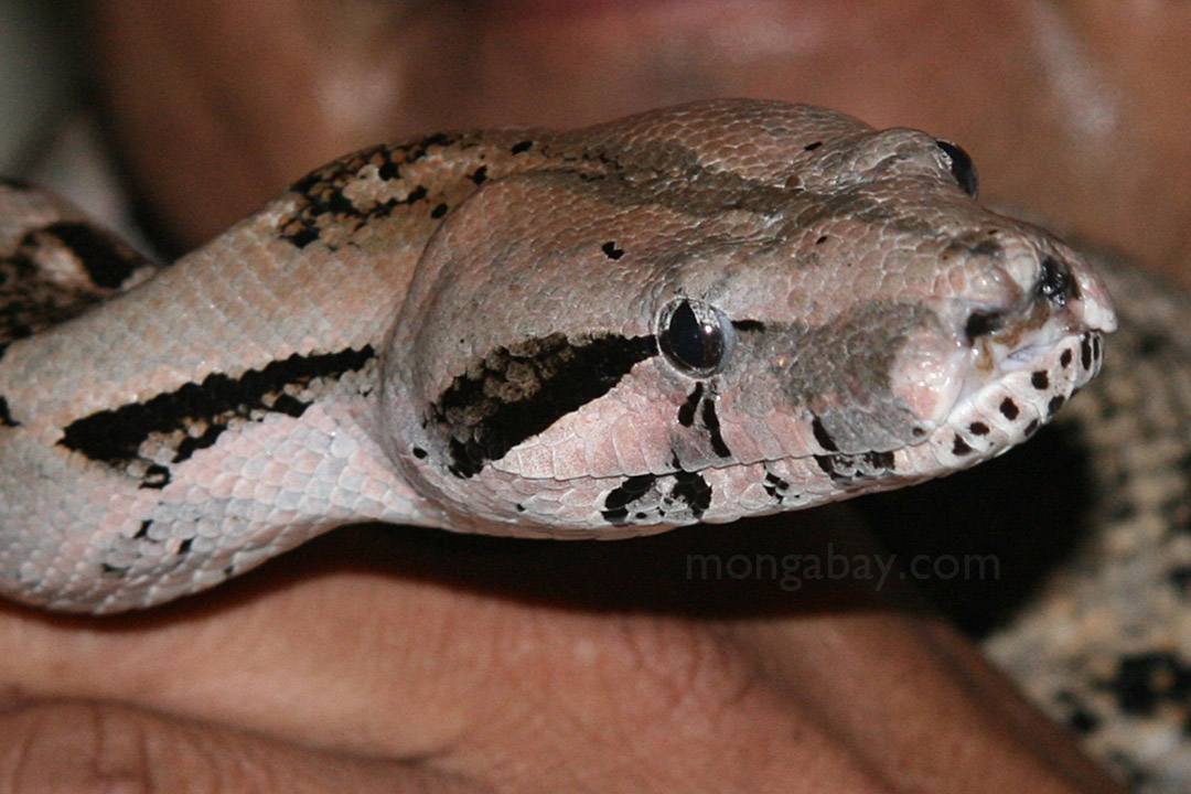 Boa constrictor in Belize