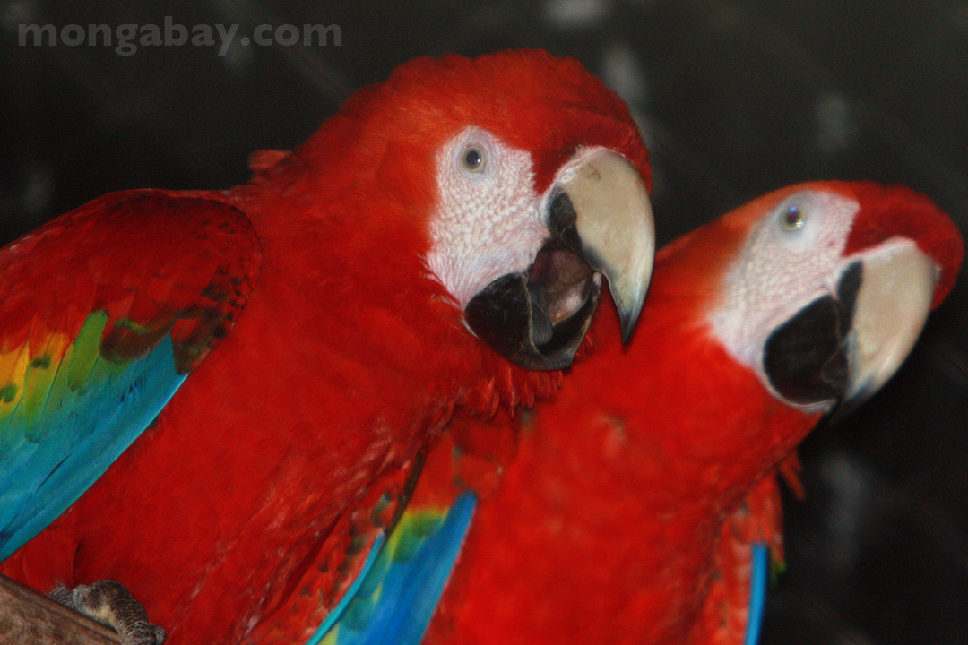 Scarlet macaws in Belize