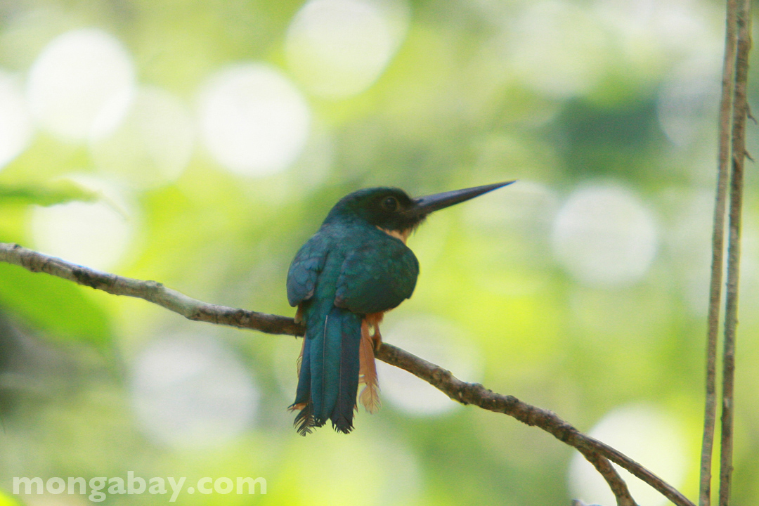 Rufous-tailed Jacamar in Belize