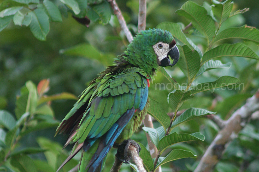 Green macaw in Colombia