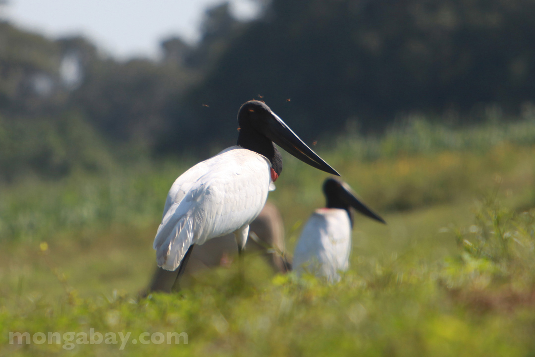 Jabiru stork in Brazil's Pantanal