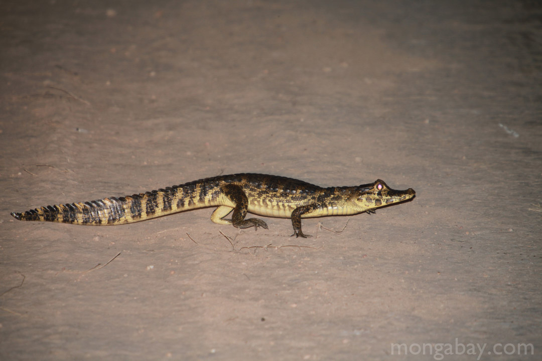 Caiman crossing a road in the Brazilian Pantanal