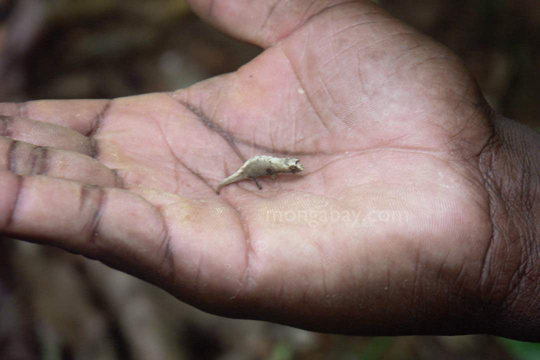 Peyrieras' leaf chameleon (Brookesia peyrierasi)