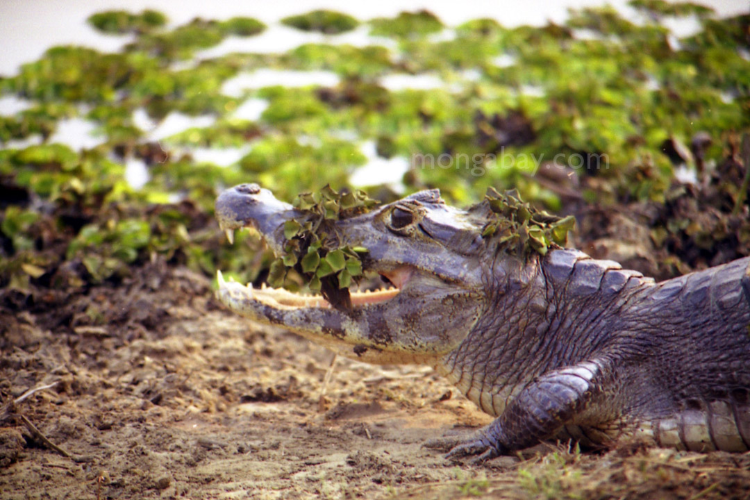 Black caiman in the Pantanal