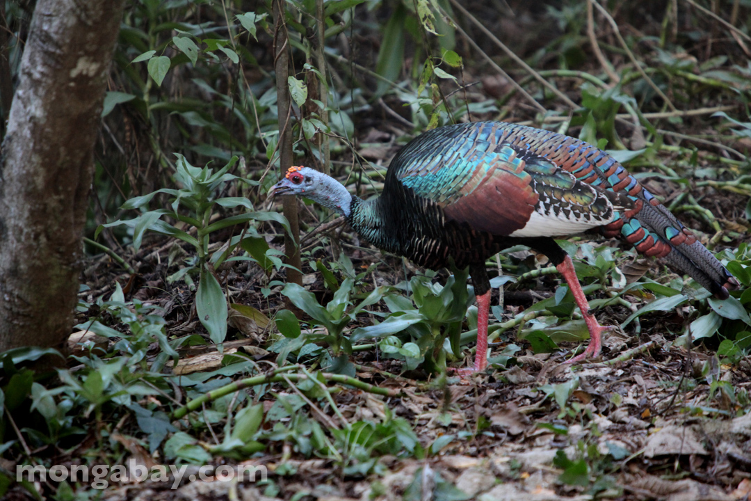 Ocellated Turkey in the Yucantan, Mexico