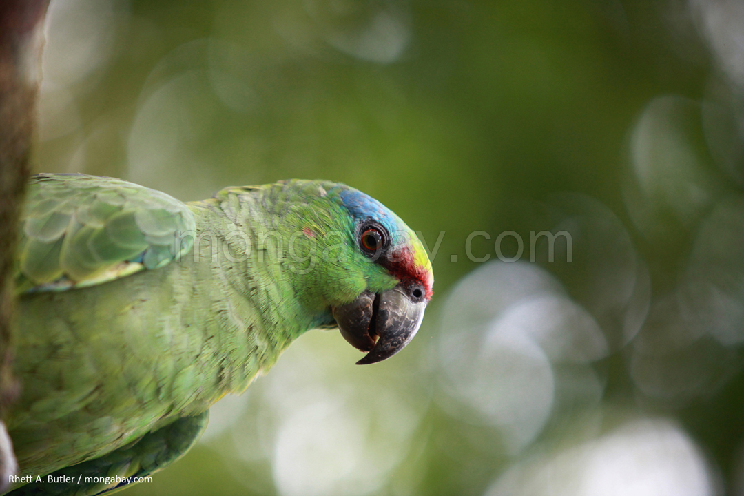 Festive Amazon in Colombia