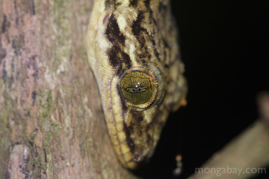 Gecko in Costa Rica