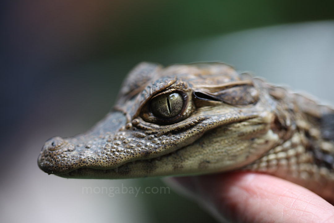 Baby caiman in Costa Rica