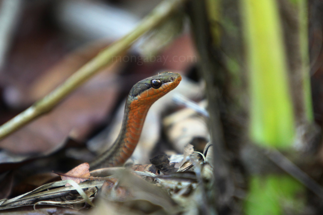 Salmon-bellied Snake (Mastigodryas melanolomus) in Costa Rica