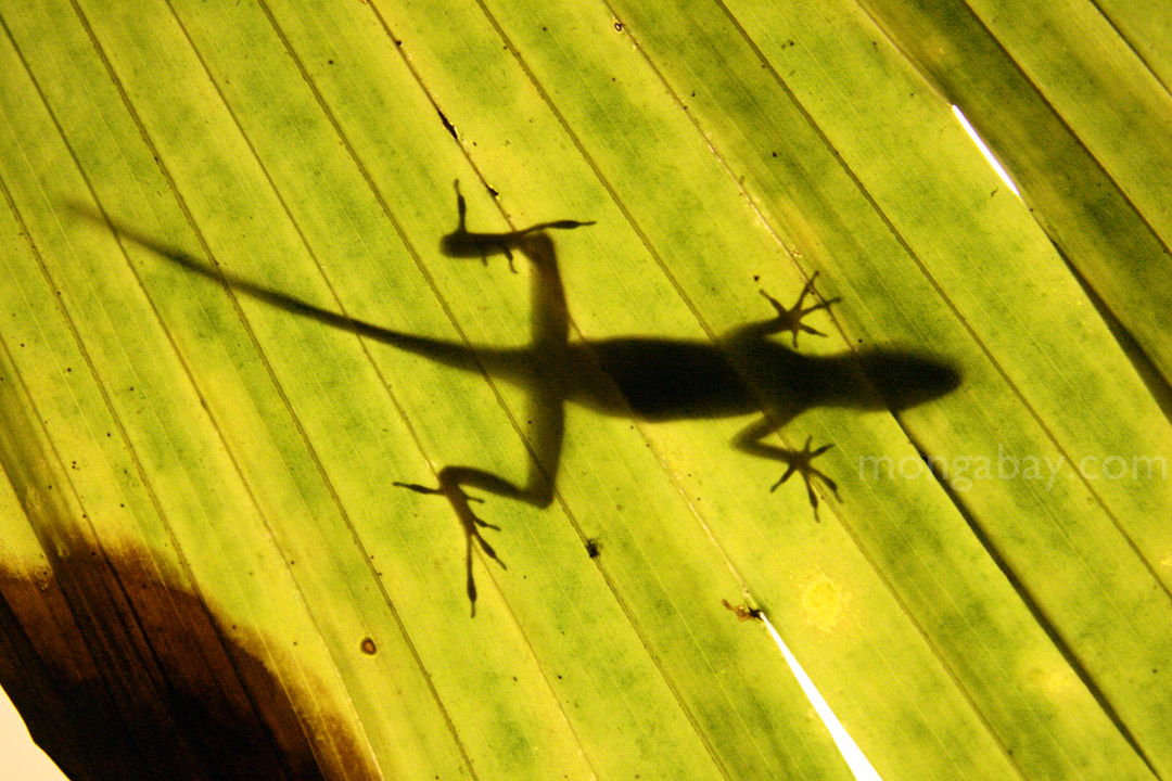 Reptiles are among the most common animals found in the rainforest.
