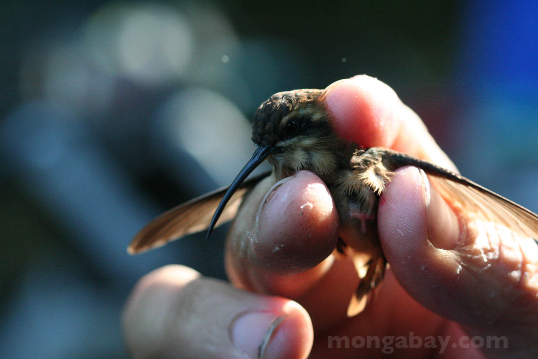 Little Hermit in Costa Rica. This individual was captured by researchers for a tracking experiment. He was not harmed.